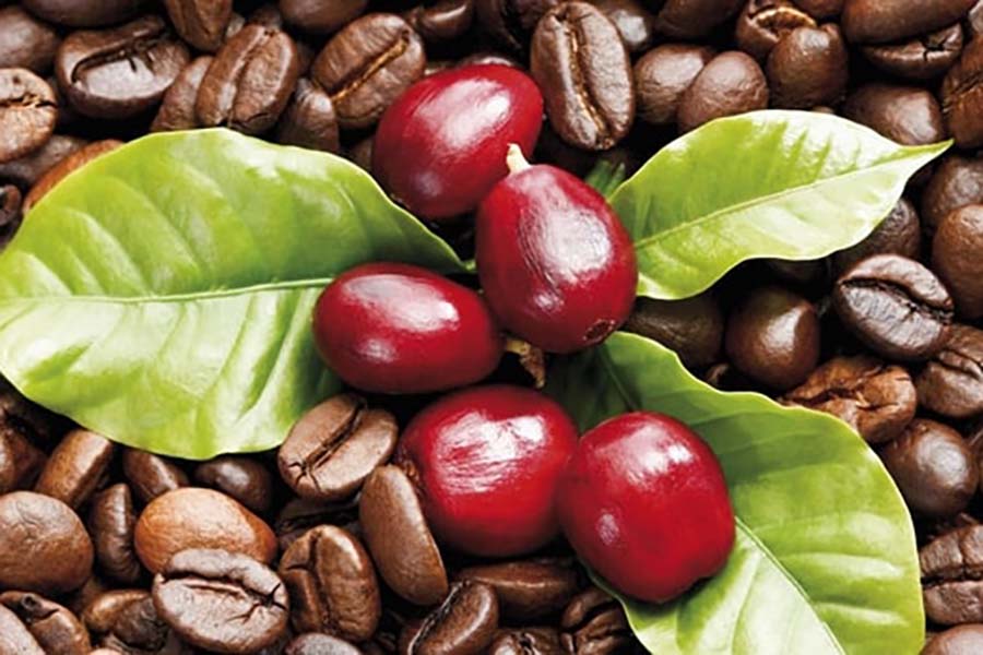 hạt cà phê Robusta