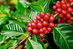 Robusta cho năng suất cao hơn Arabica