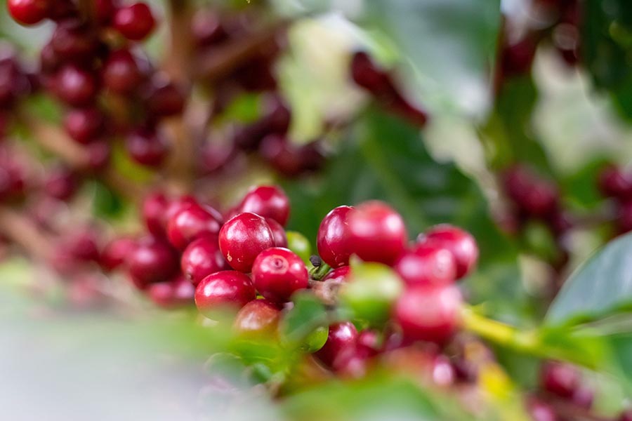 Nguồn gốc cà phê Robusta