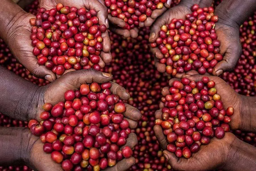 Ca Phe Arabica