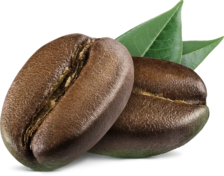 Coffee Bean