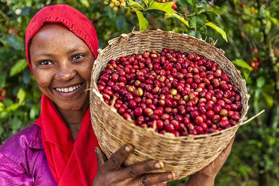 Vùng trồng cafe Arabica trên thế giới