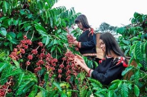 trồng cafe catimor