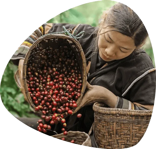 Cafe Buon Me Thuot Bg